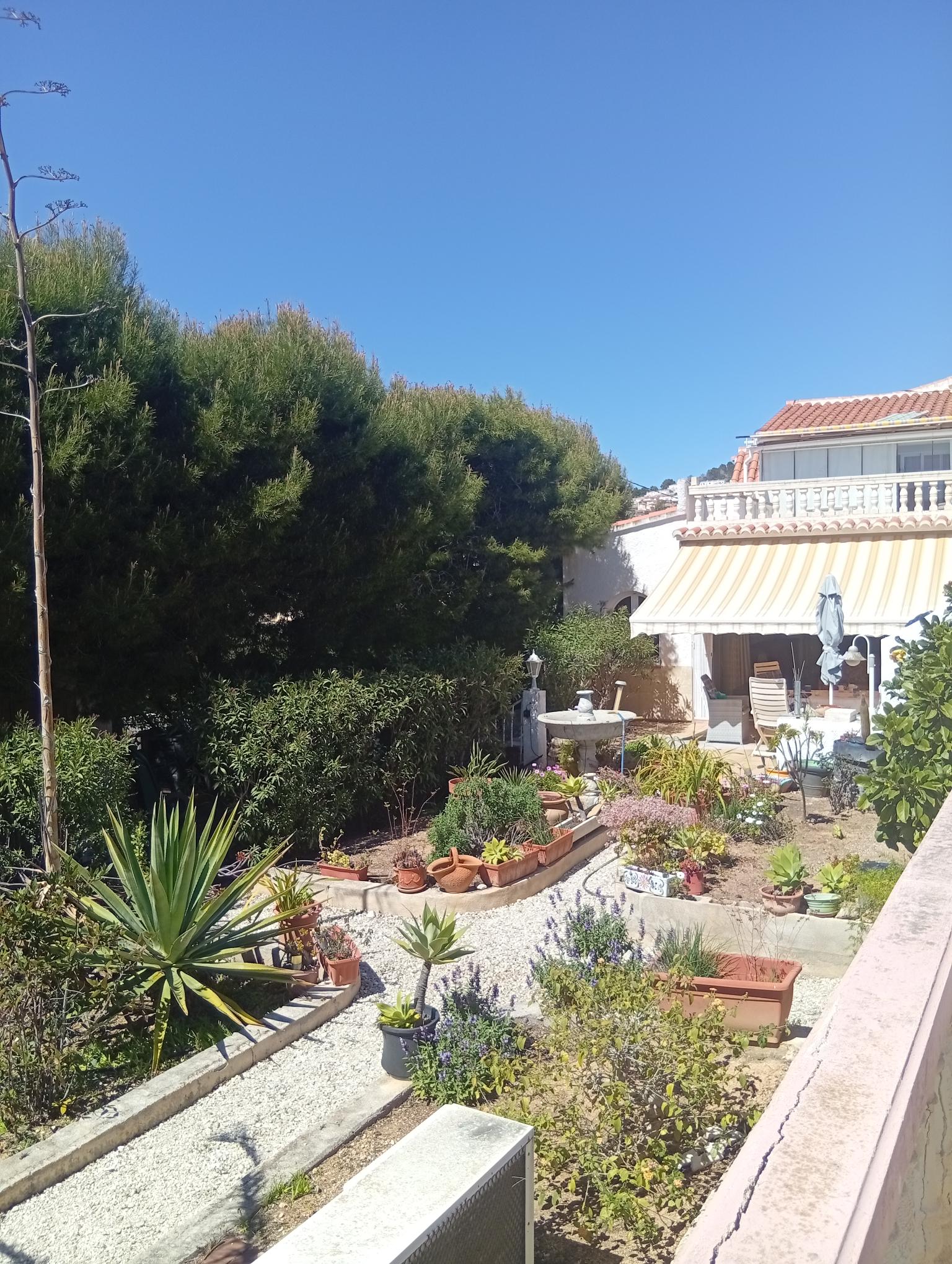 Calpe garden before redesign — overgrown pool area with mixed planting.